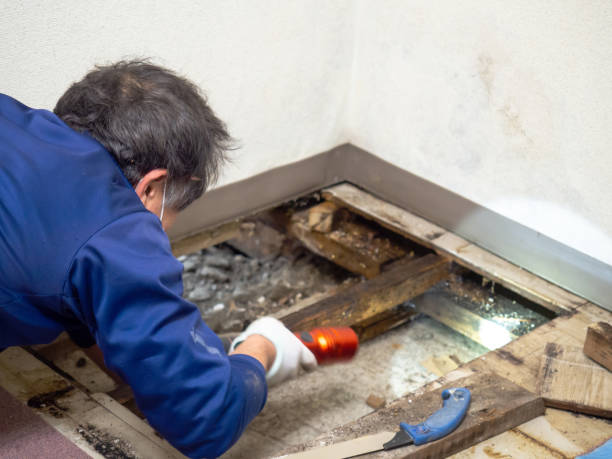 Best Mold Testing  in Niwot, CO