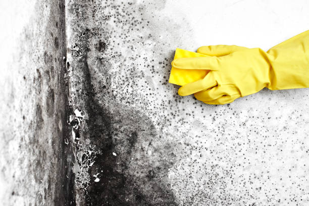 Best Best Mold Removal Companies  in Niwot, CO