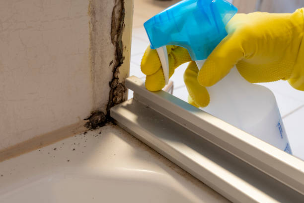 Best Black Mold Removal  in Niwot, CO