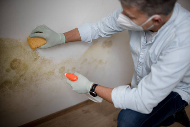 Best Commercial Mold Removal  in Niwot, CO