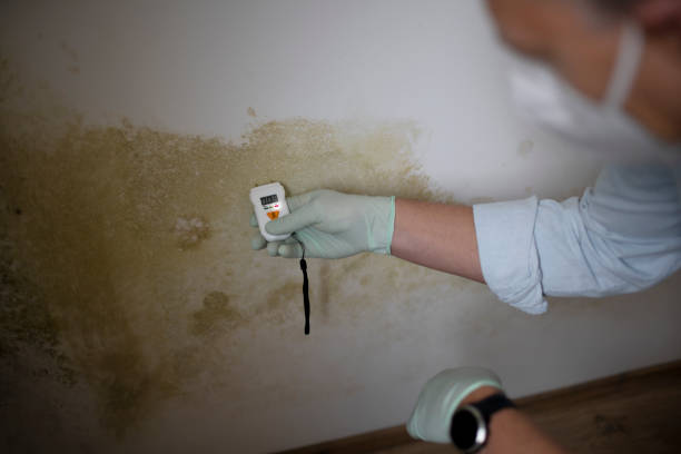 Best Residential Mold Removal  in Niwot, CO