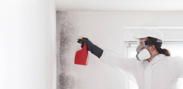 Best Mold Remediation Experts  in Niwot, CO