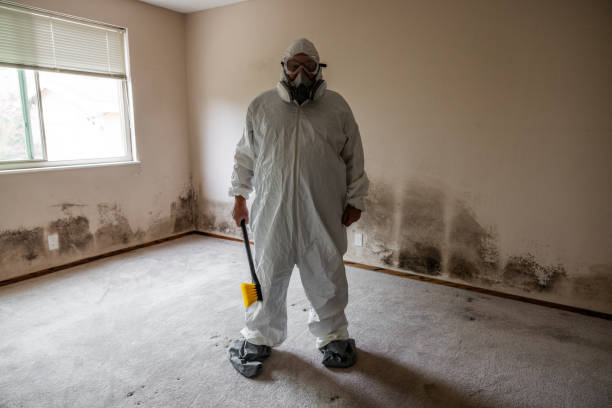 Best Mold Remediation  in Niwot, CO