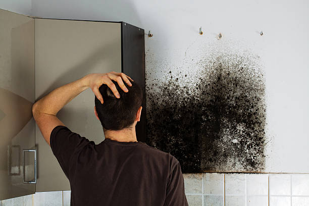 Best Affordable Mold Removal  in Niwot, CO